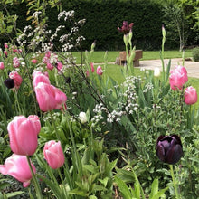 Load image into Gallery viewer, Creating All-year Colour in Your Garden - A course for beginner and experienced gardeners

