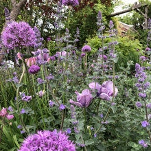 Load image into Gallery viewer, Creating All-year Colour in Your Garden - A course for beginner and experienced gardeners
